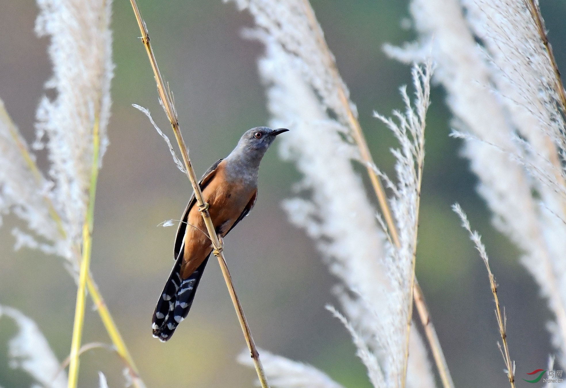 �����ž�