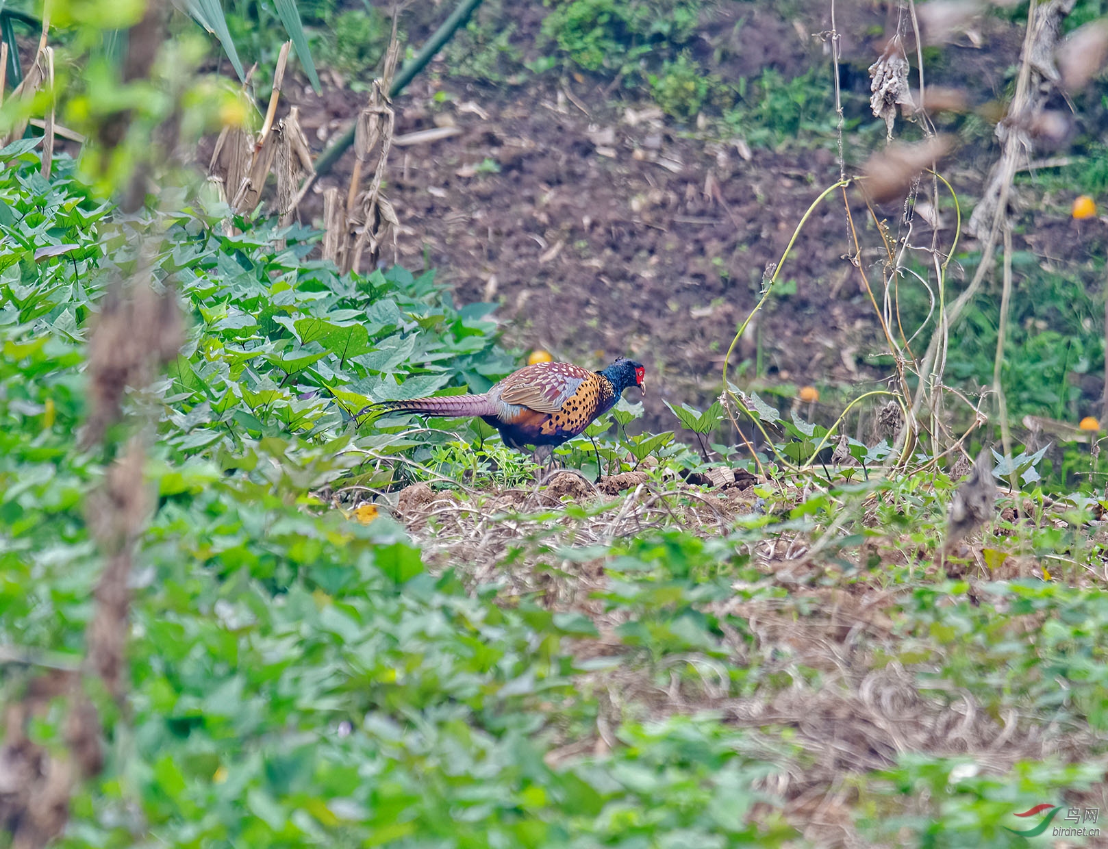 DSC_6213.jpg