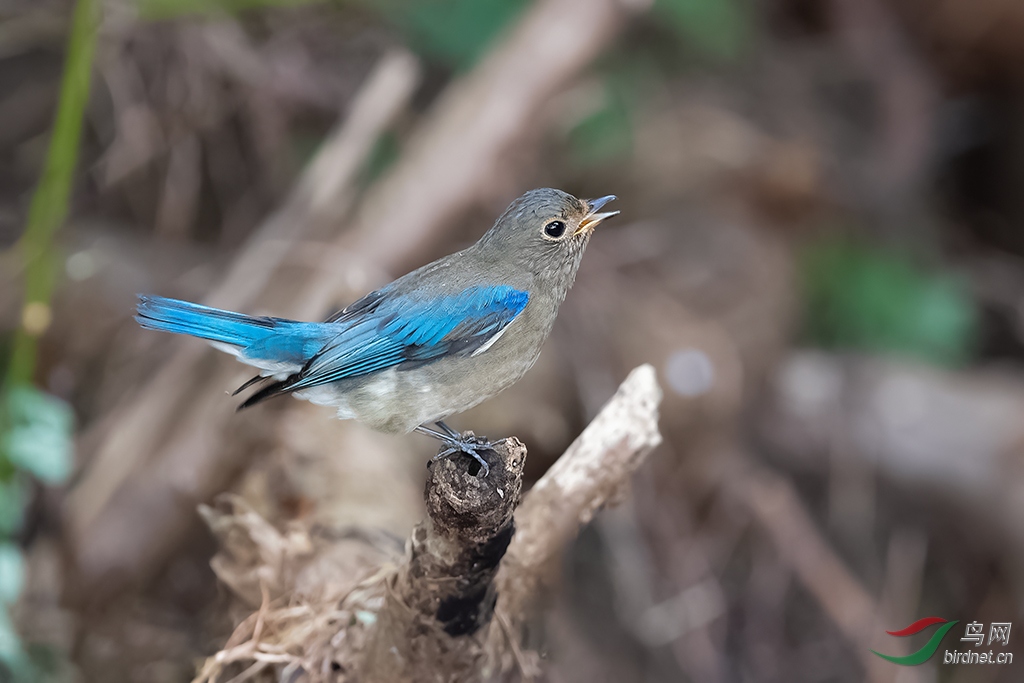 5DSC_6329_DxOa.jpg