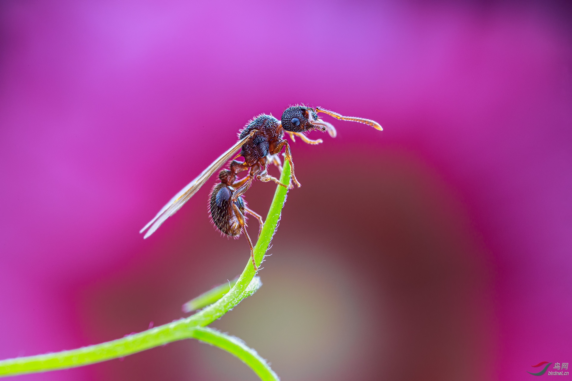 飞蚁【贺获首页精华】