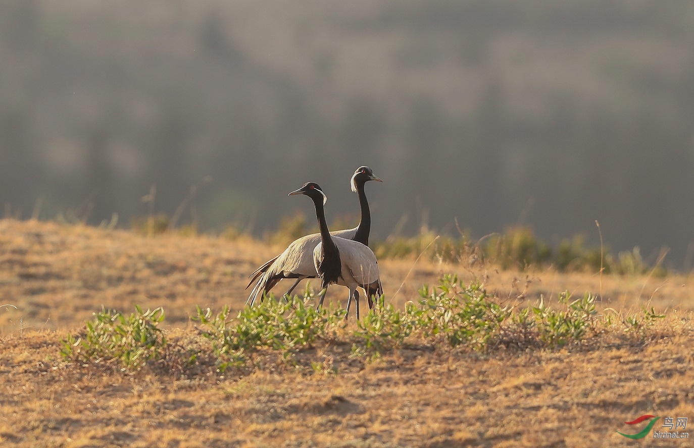 Ϧ���µ�����