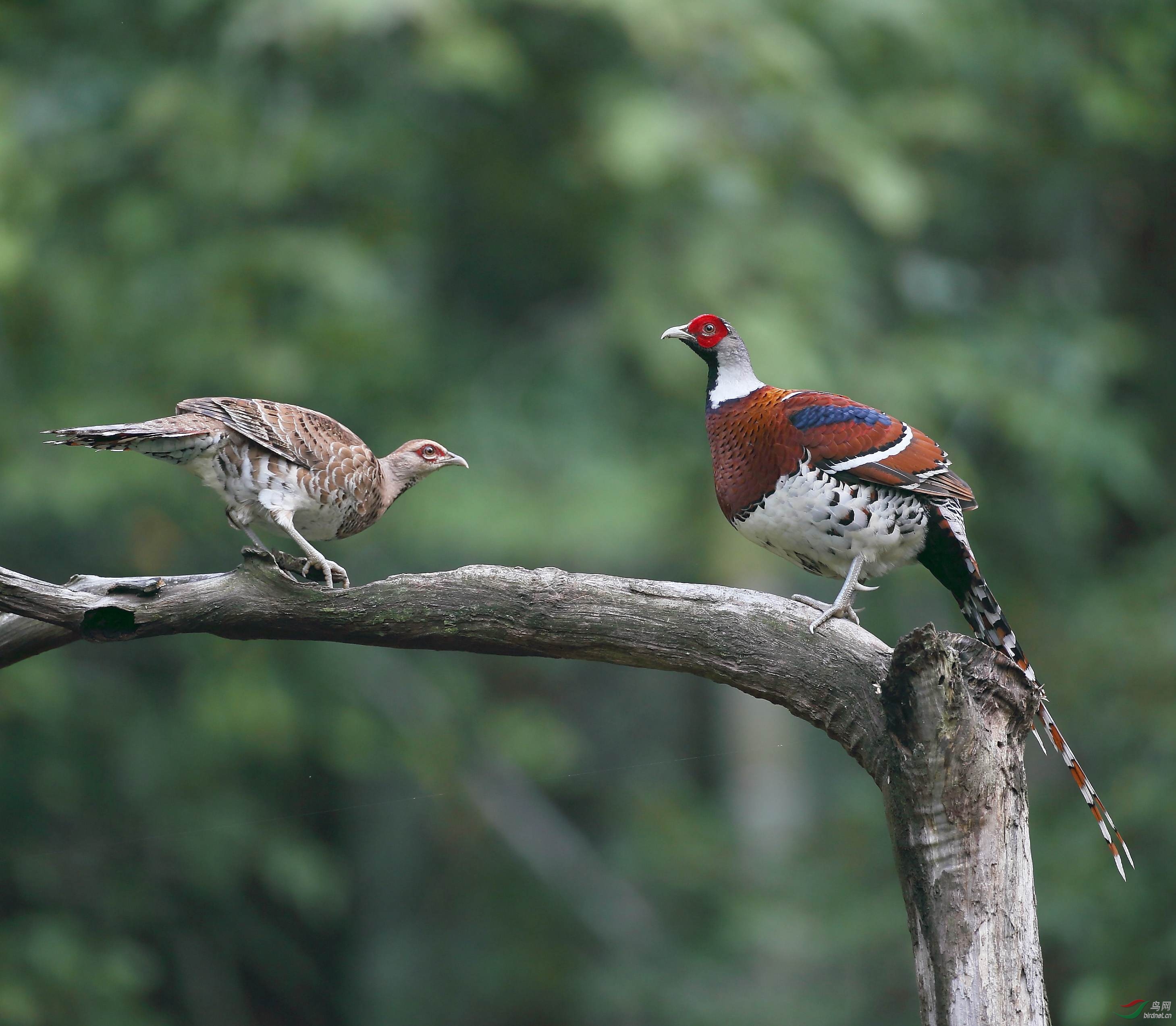 �׾���β��