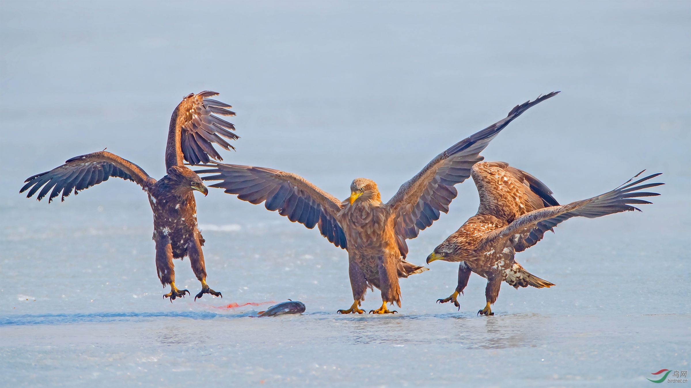 这鱼老雕说了算白尾海雕