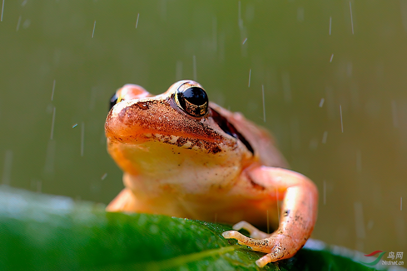 雨中青蛙