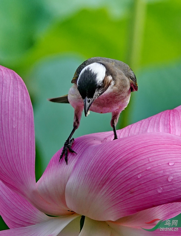 花鸟�