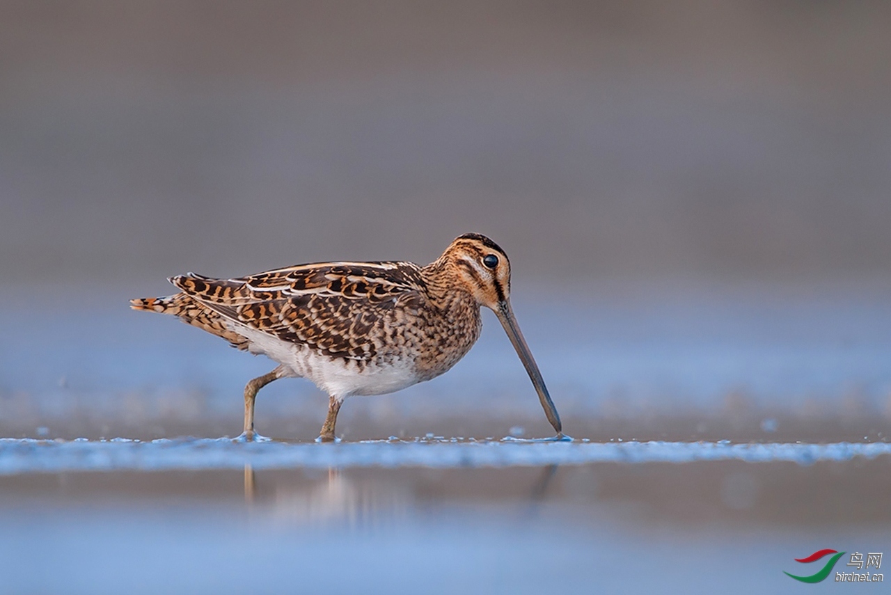 ����CHANGXIANG ��ʦ�������Ϻ��� �ϻ��� «������.jpg