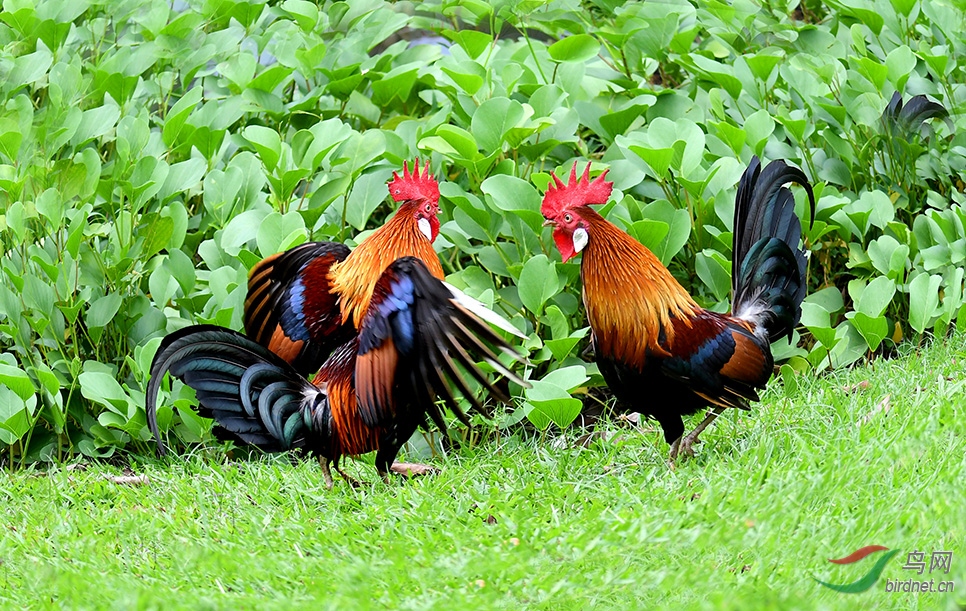 6.����-��ԭ�������滯��4165 45AM.jpg