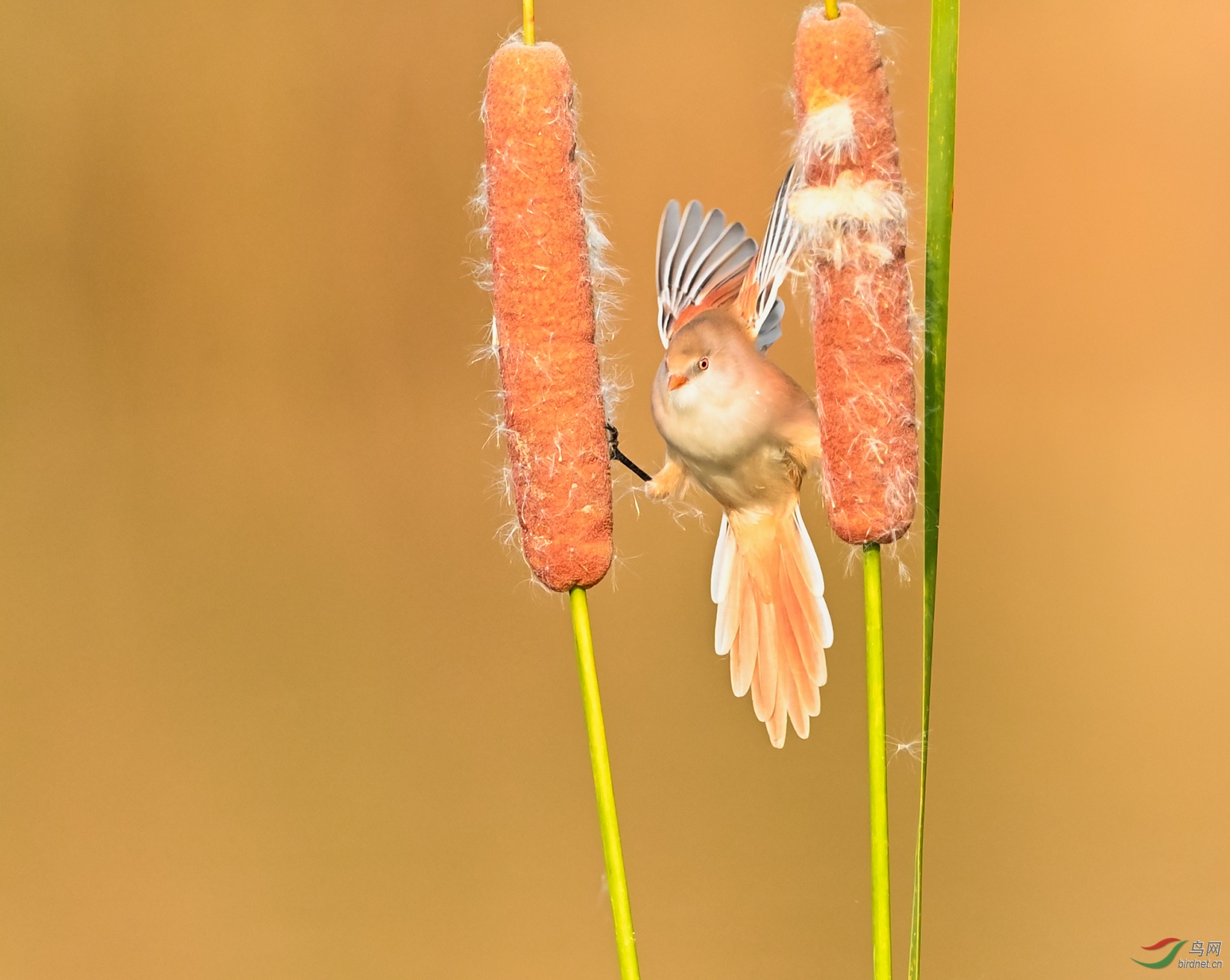 ����Ů��ף������������