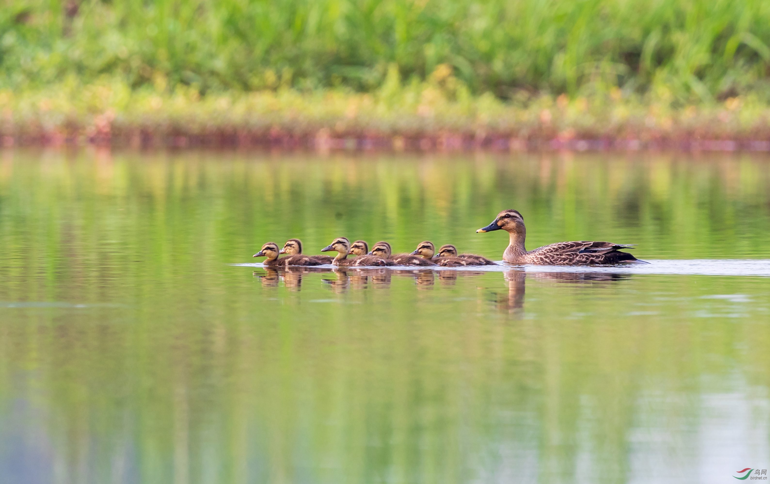 �߳�Ѽ�������С���ѹ�˫��