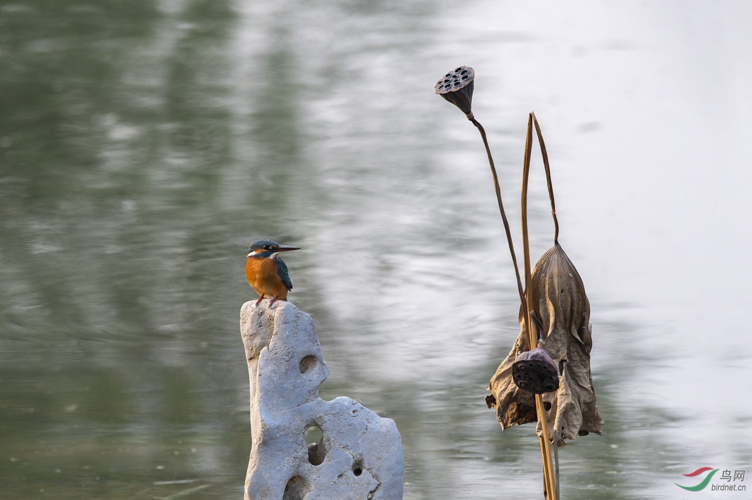 DSC_9590_1.JPG