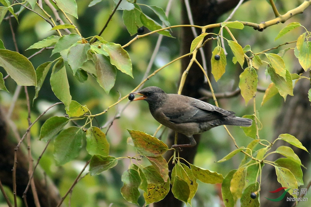 367A1437 (2)_����.jpg