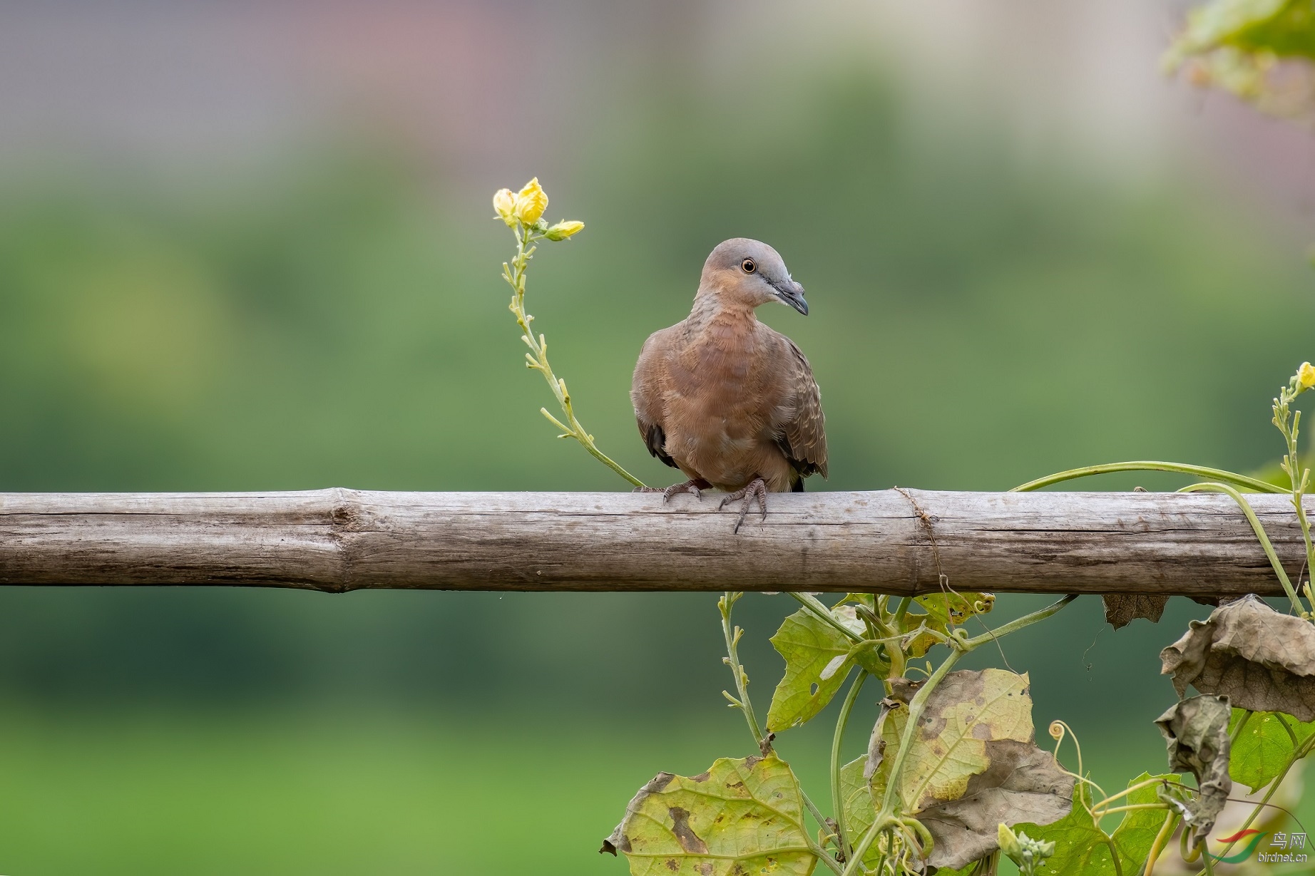 �ҳ��ĳ󵫷羰�������ġ�10��