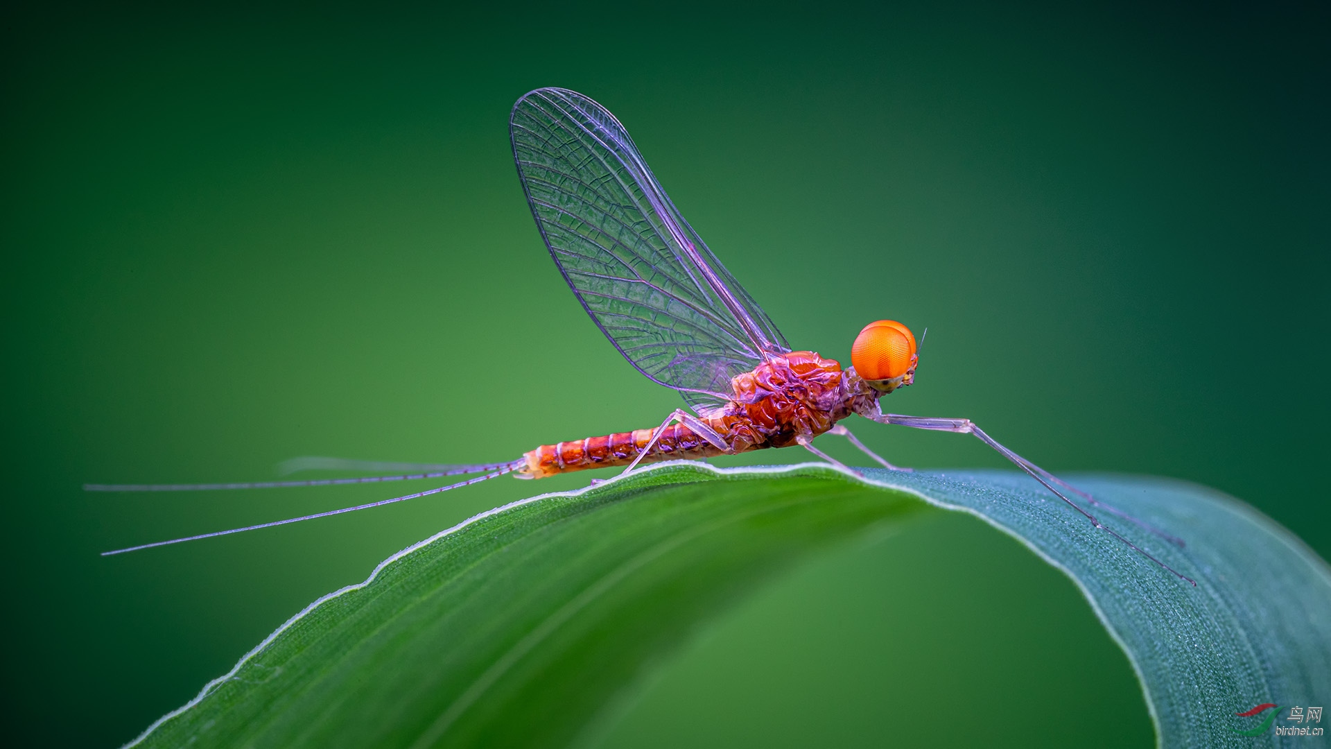 _G3A7159-1.jpg