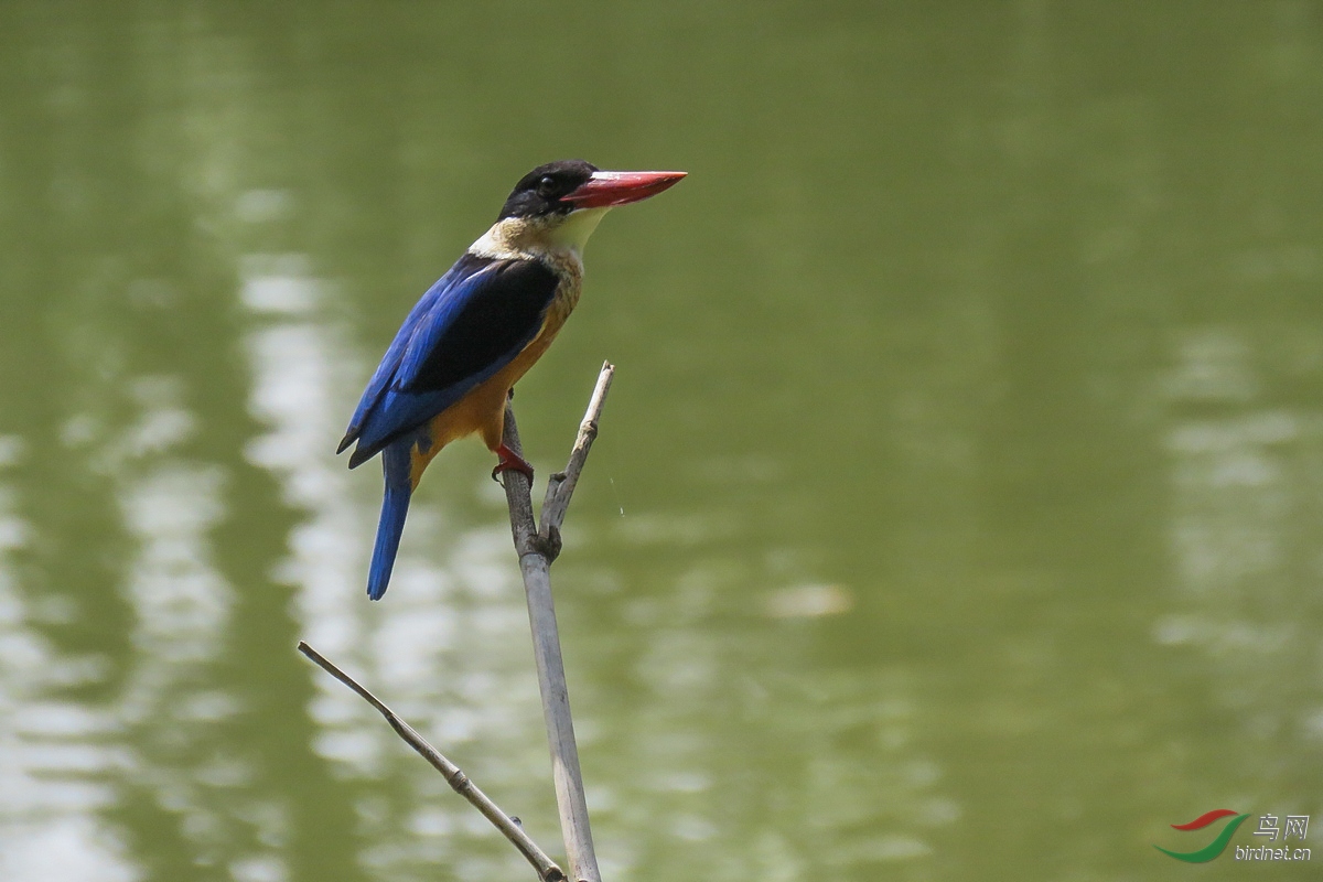 IMG_7681.JPG