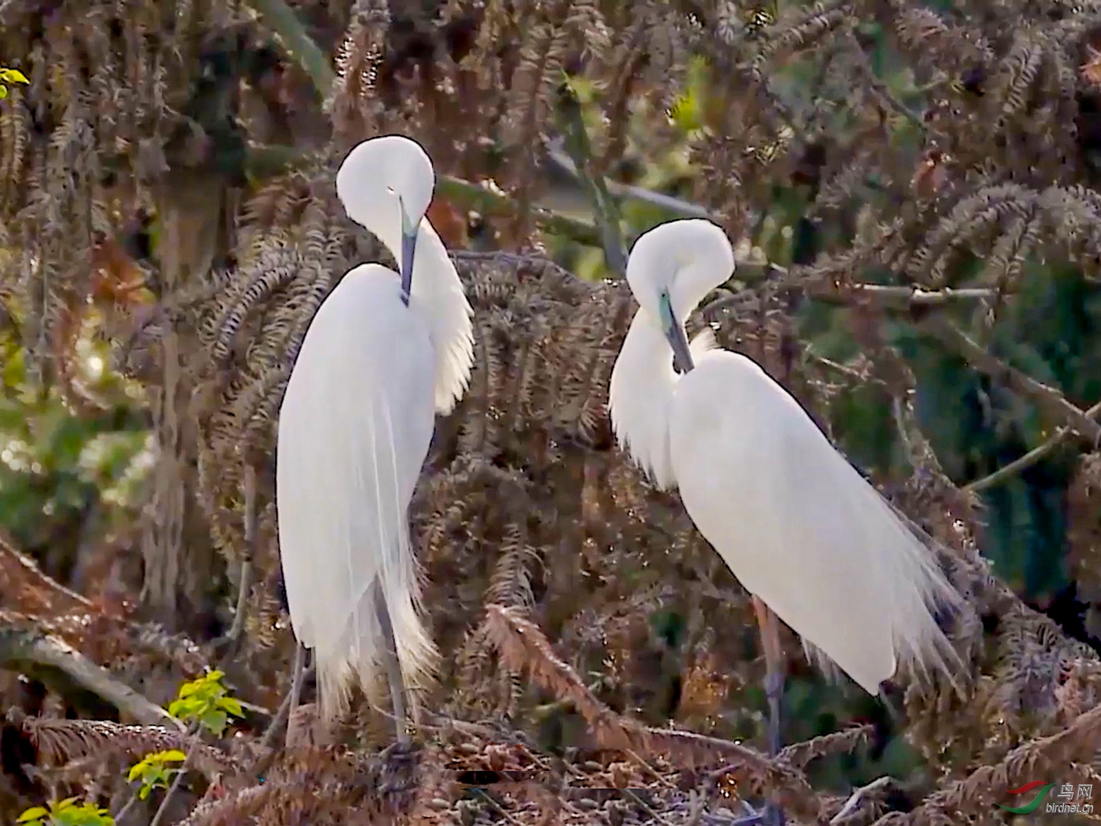 ���� 01.00_01_20_05.Still002.jpg