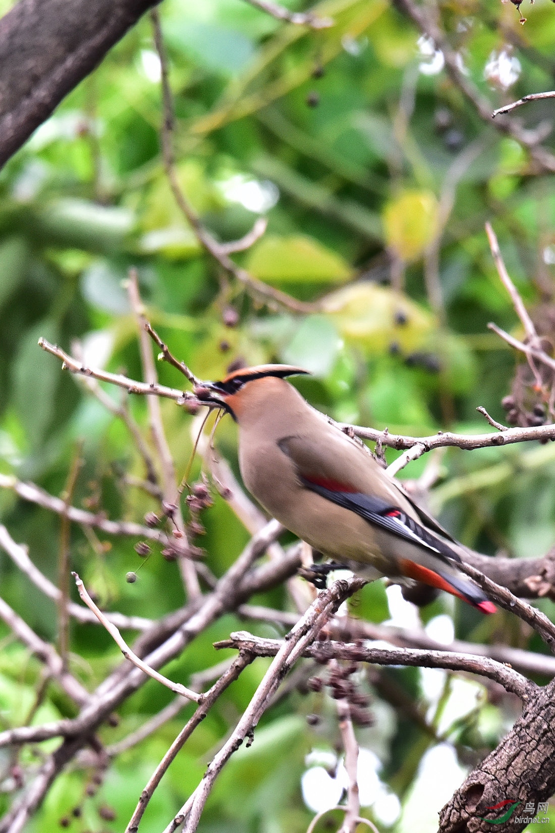 DSC_0606.JPG