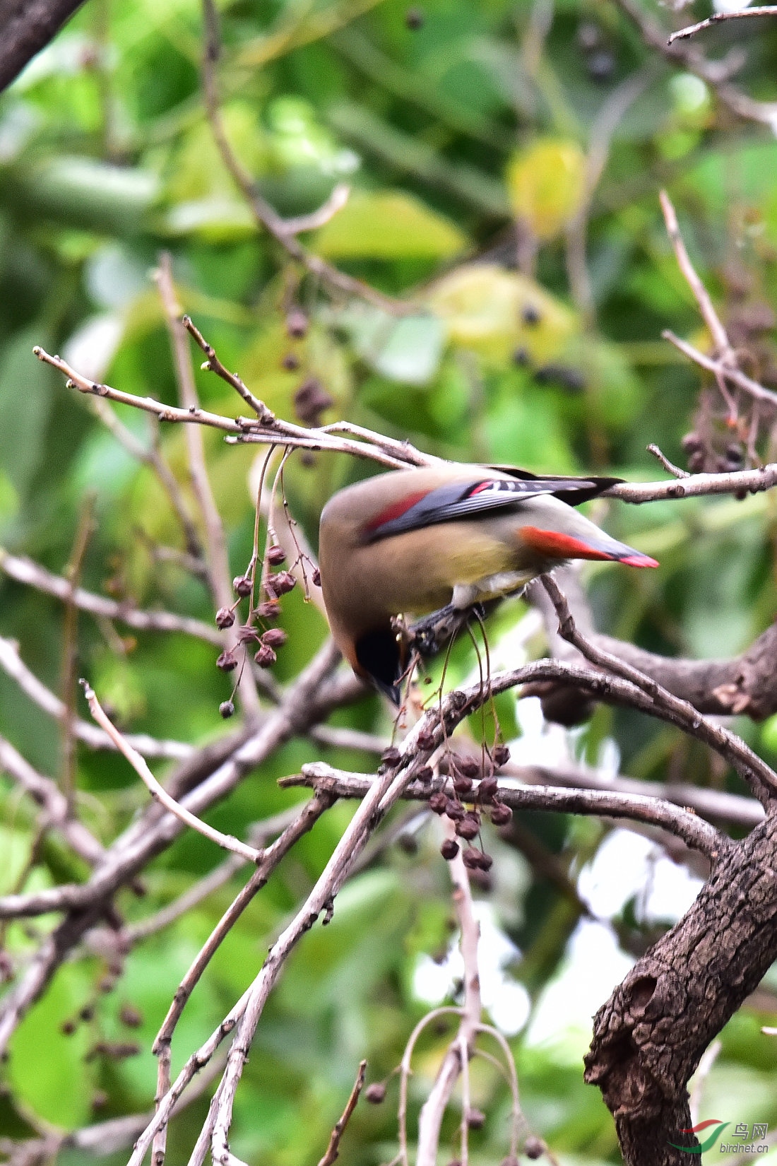 DSC_0608.JPG