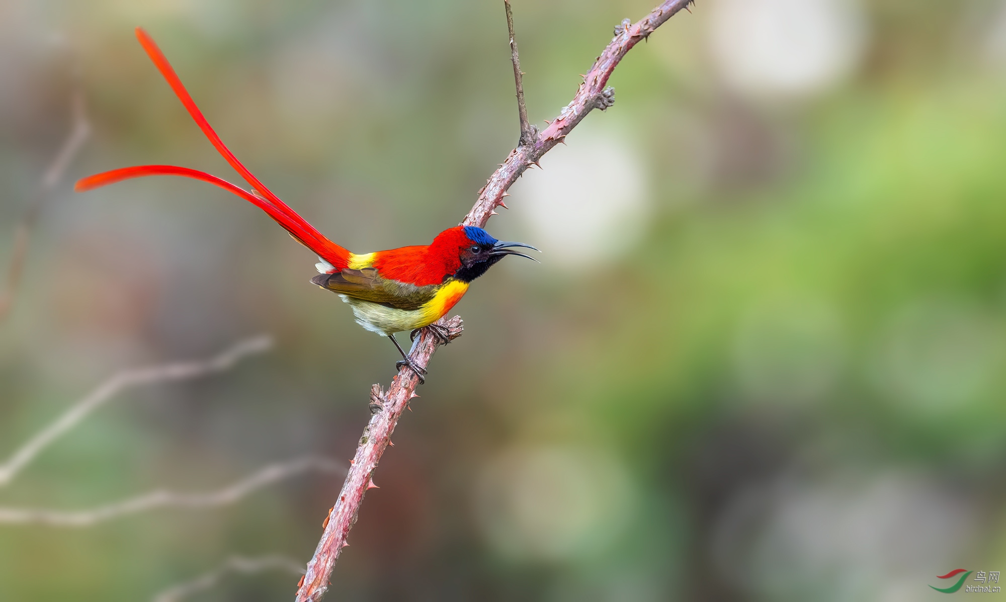 火尾太阳鸟祝贺佳作荣获首页精华