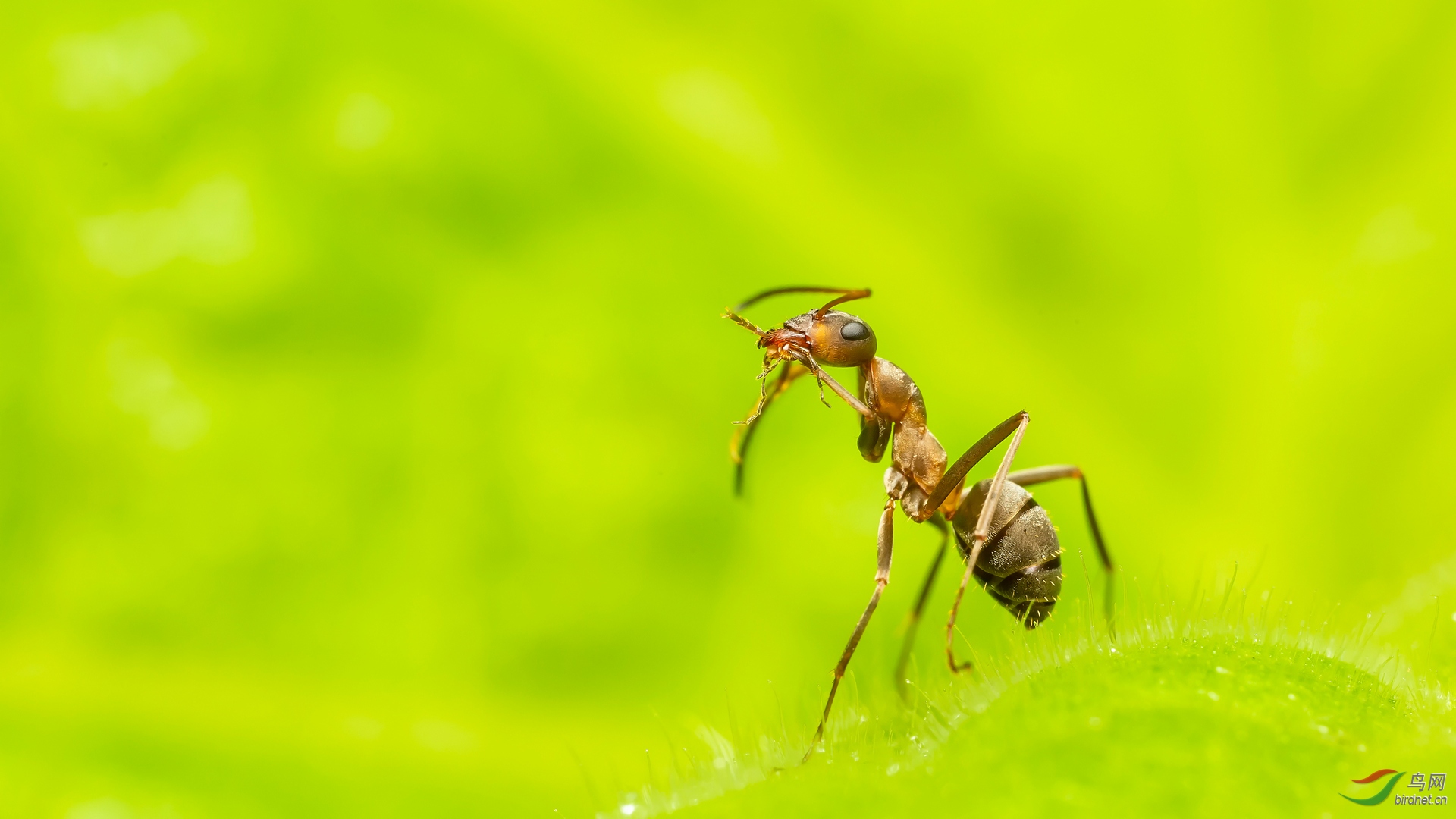 清理口器的红蚁