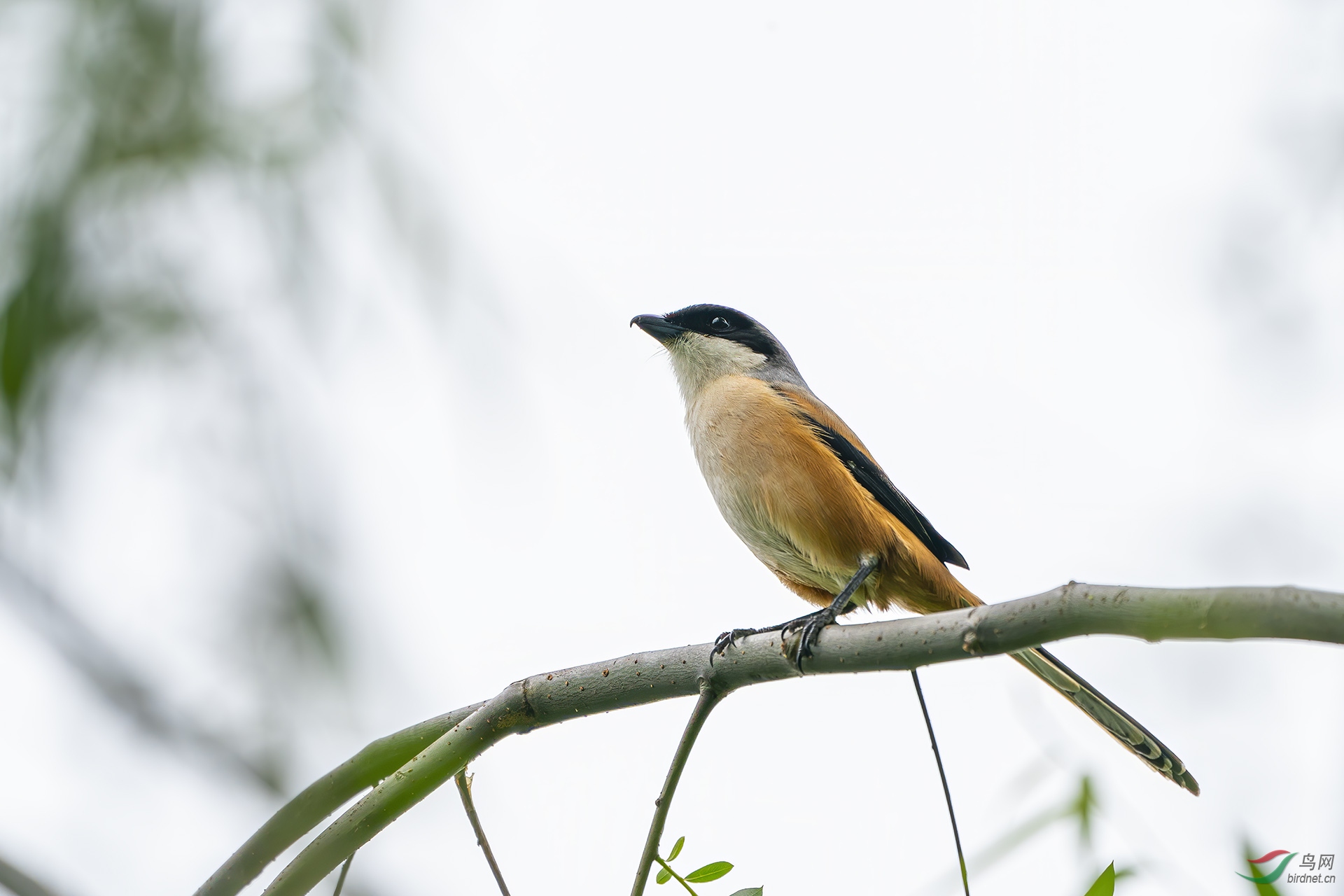 �ر�����