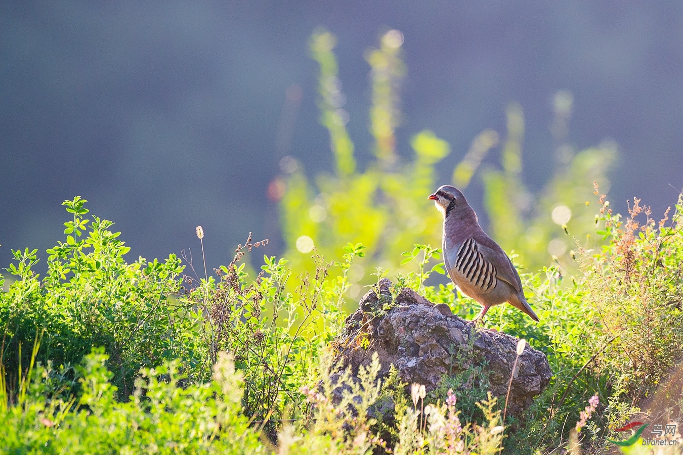 XCG_1746 - ����.jpg