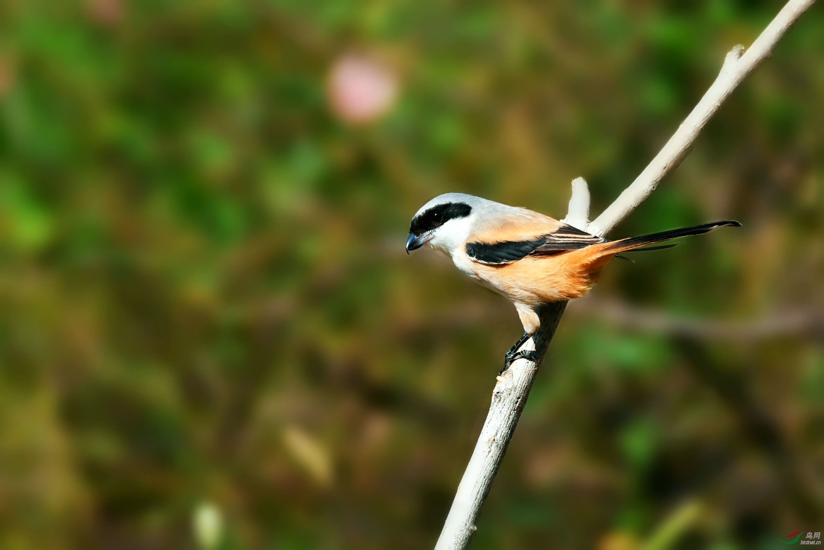DSC_3316.JPG