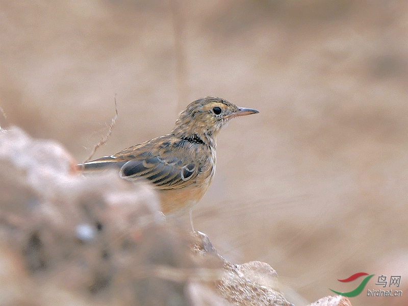 P5580410 - ����.JPG