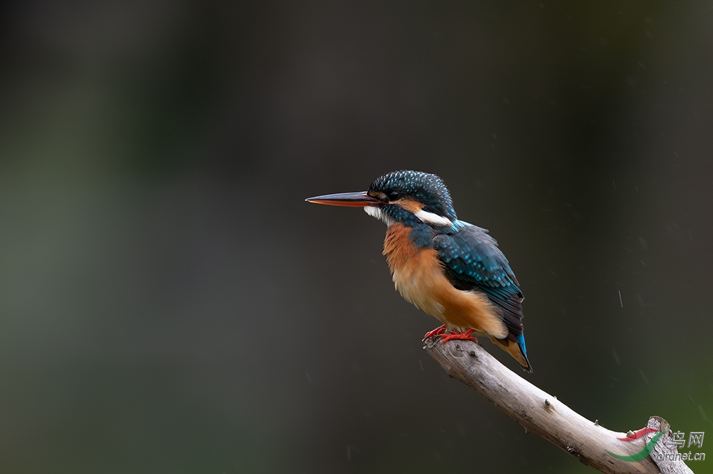 DSC_0347_DxOa.jpg