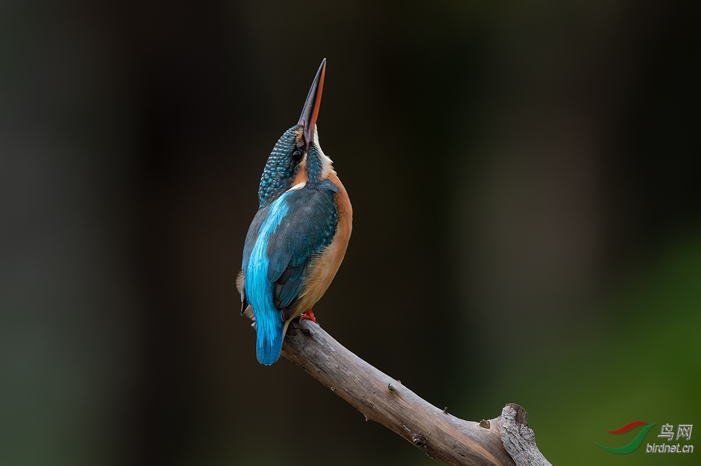 DSC_0341_DxOa.jpg