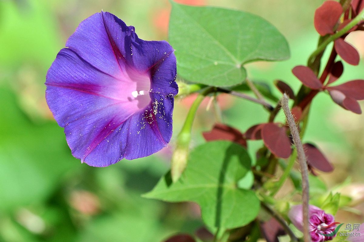 牵牛花