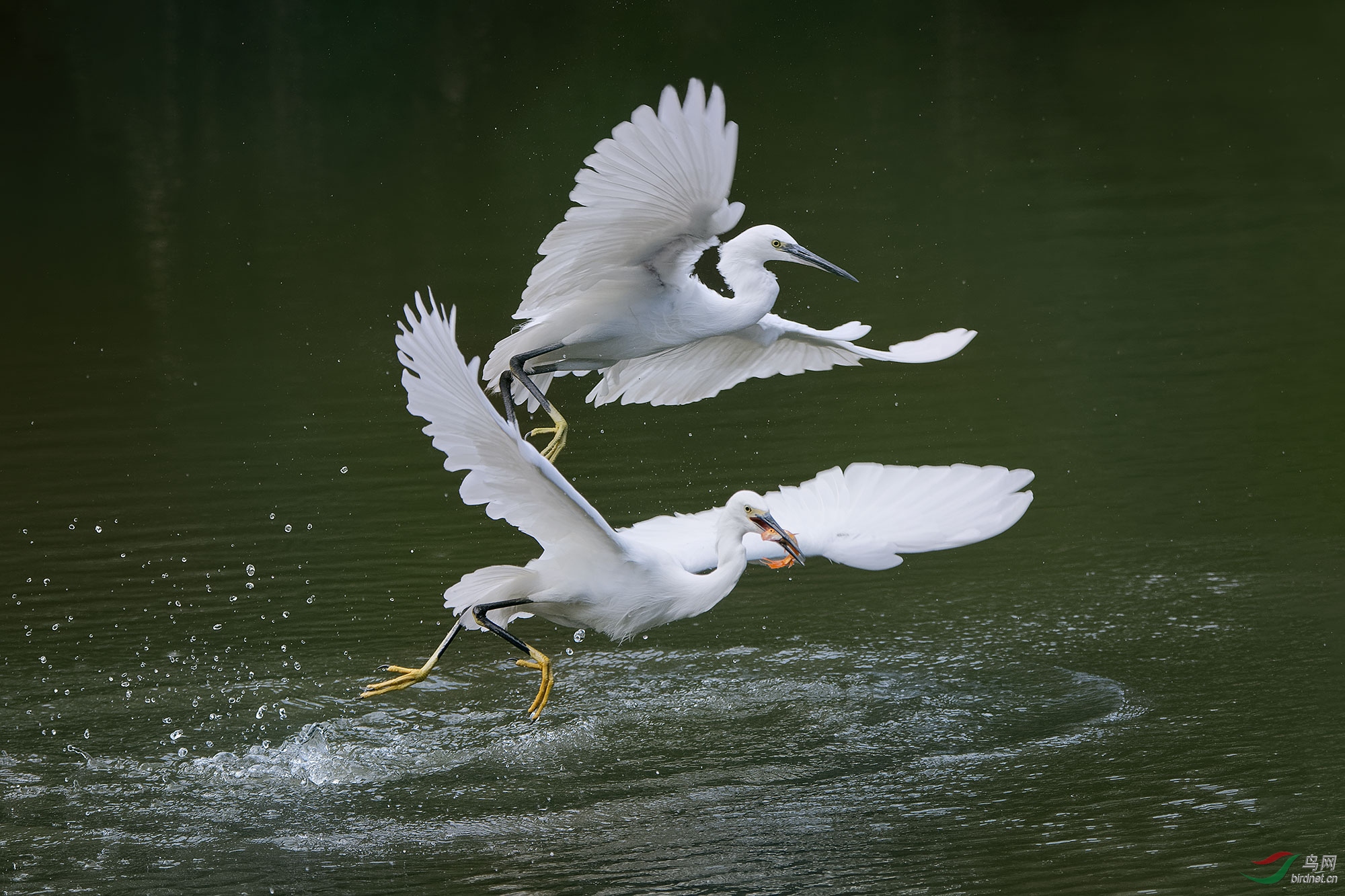 DSC_4643.jpg