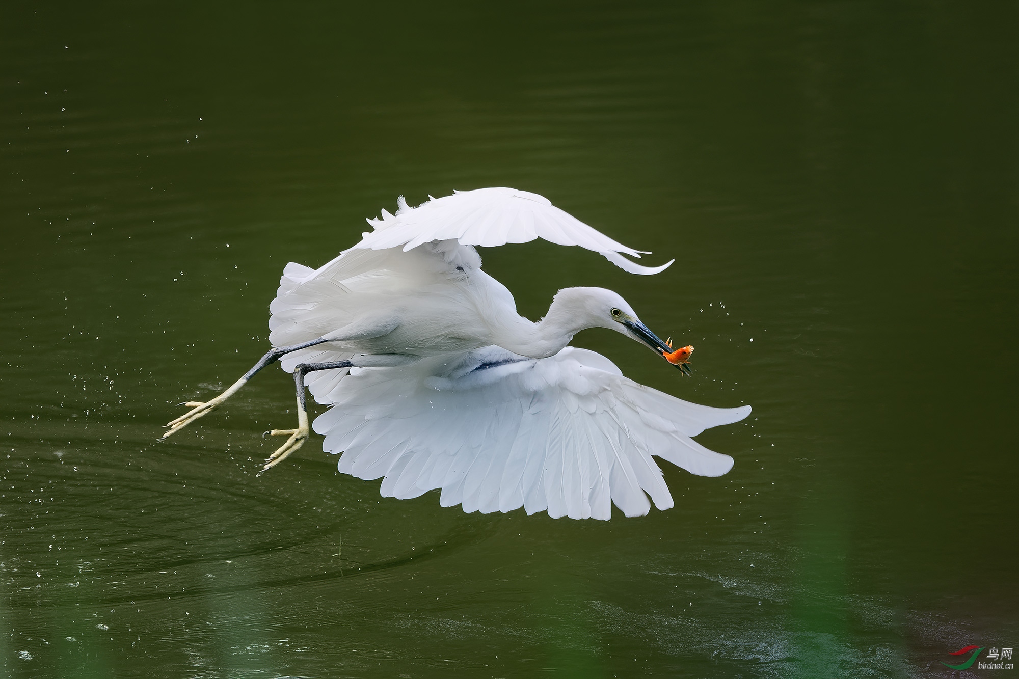 DSC_4727.jpg