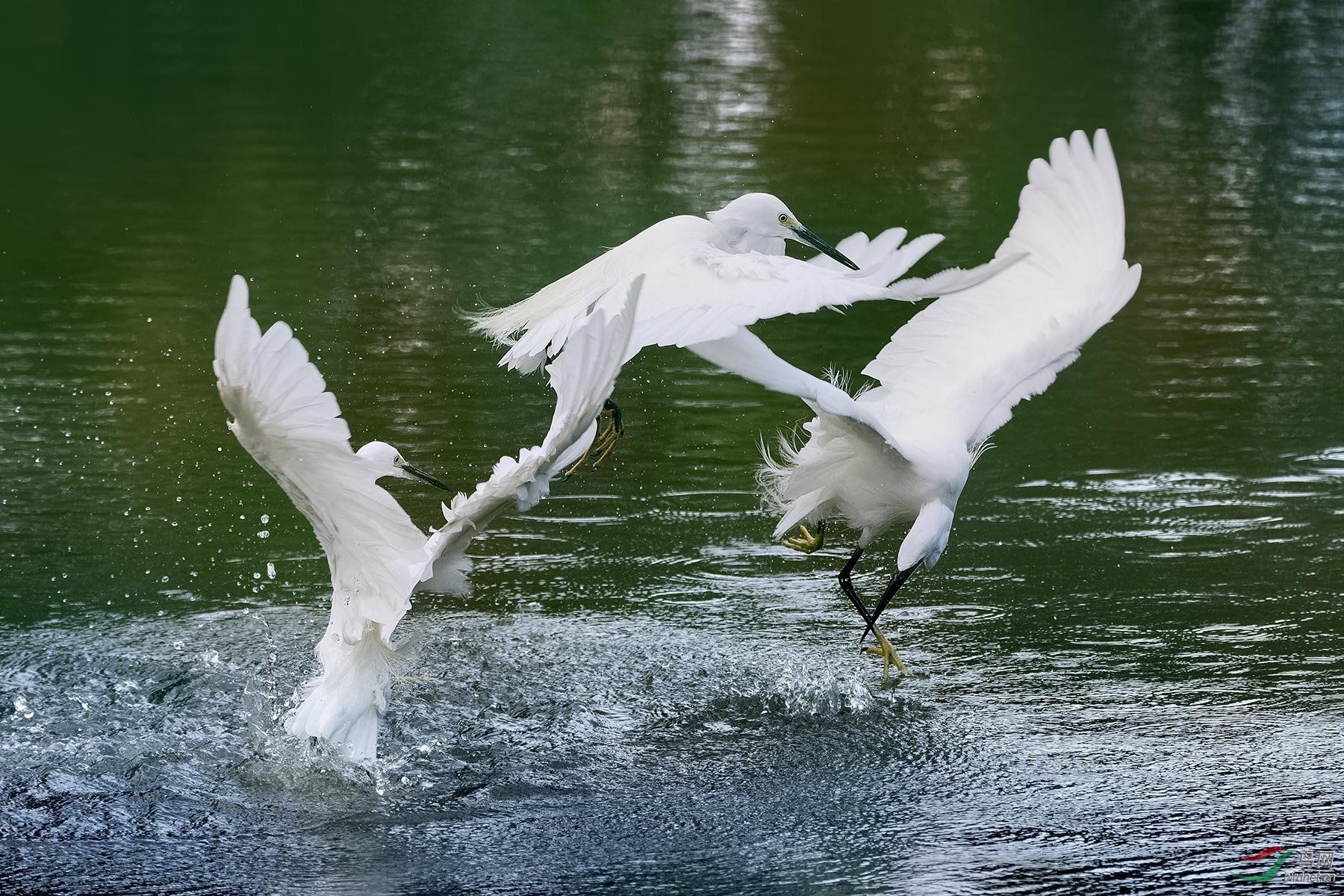 DSC_4986.jpg