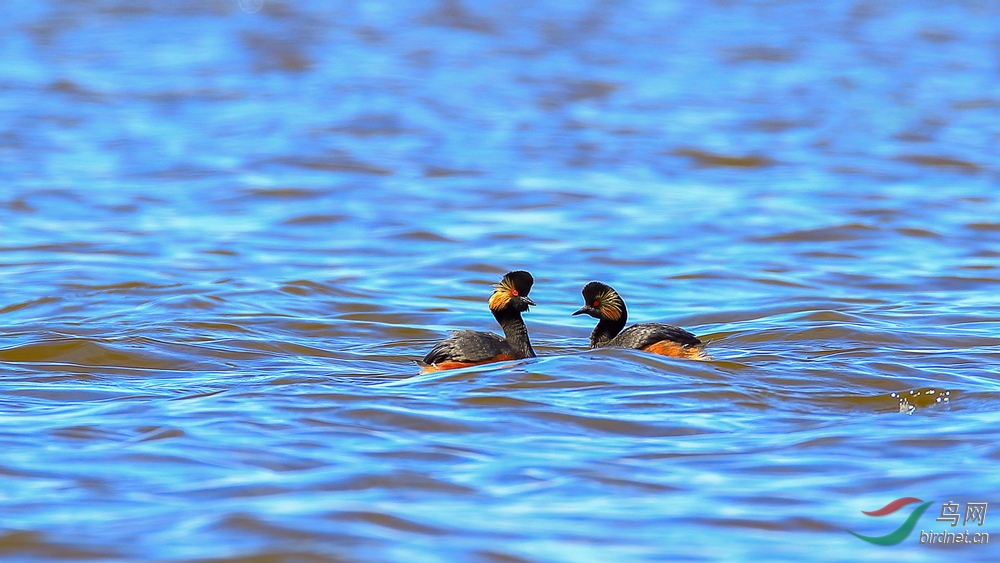 �ھ�����