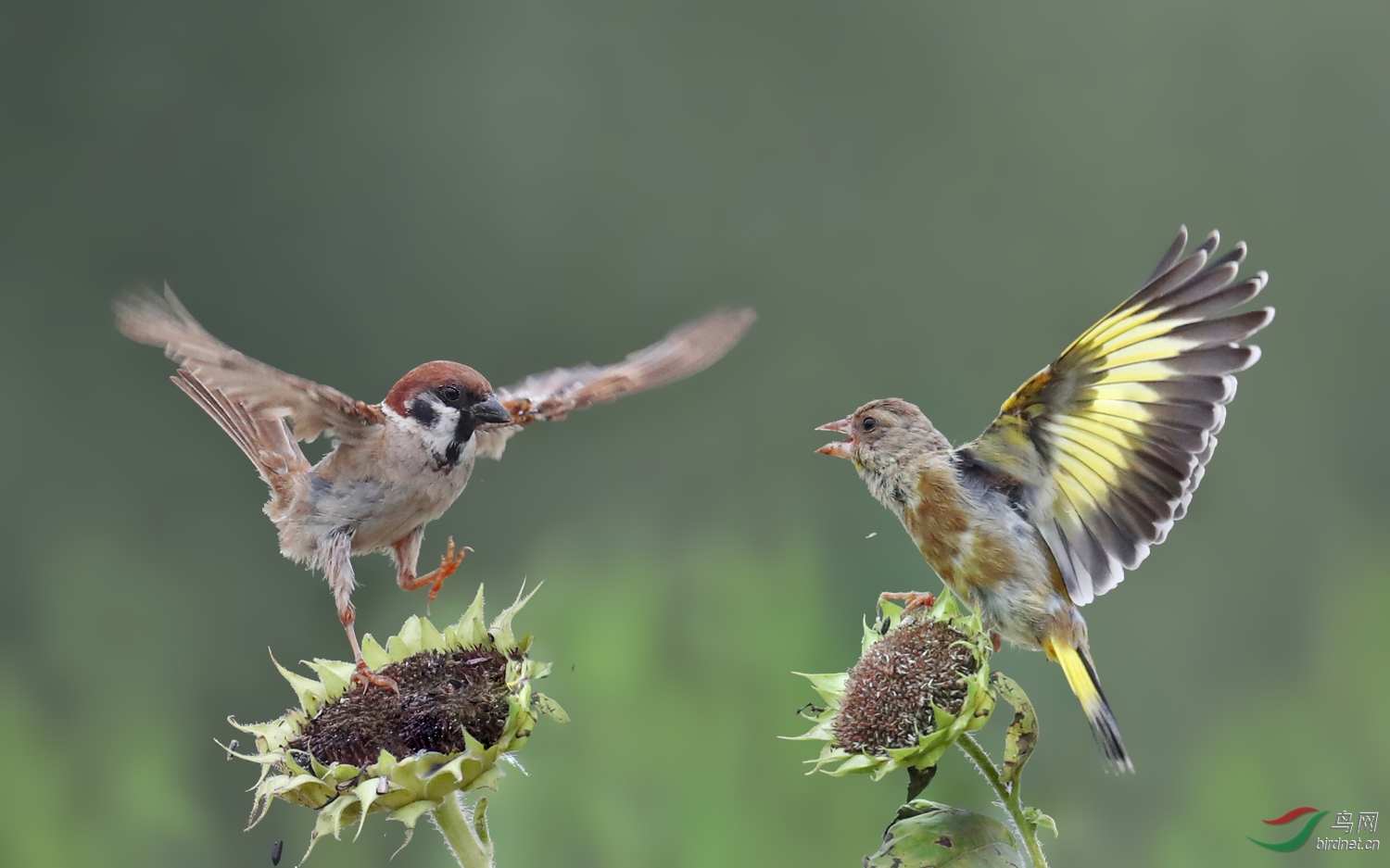 雀之舞金翅雀与麻雀祝贺老师佳作荣获鸟网首页鸟类精华