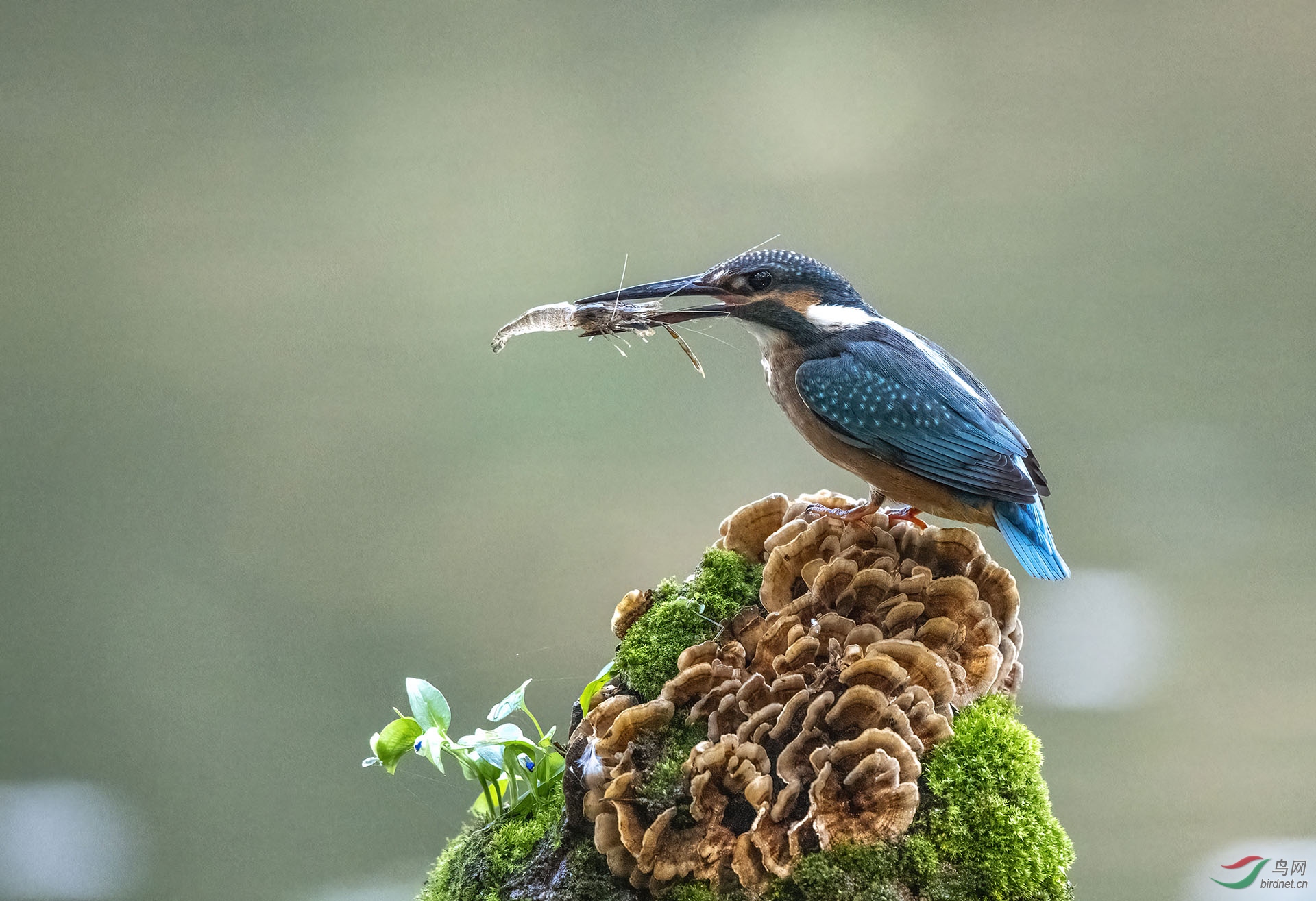 DSC_0079-denoise (1).jpg