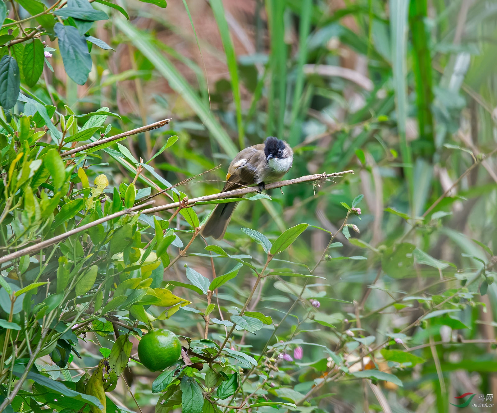 DSC_6315.jpg