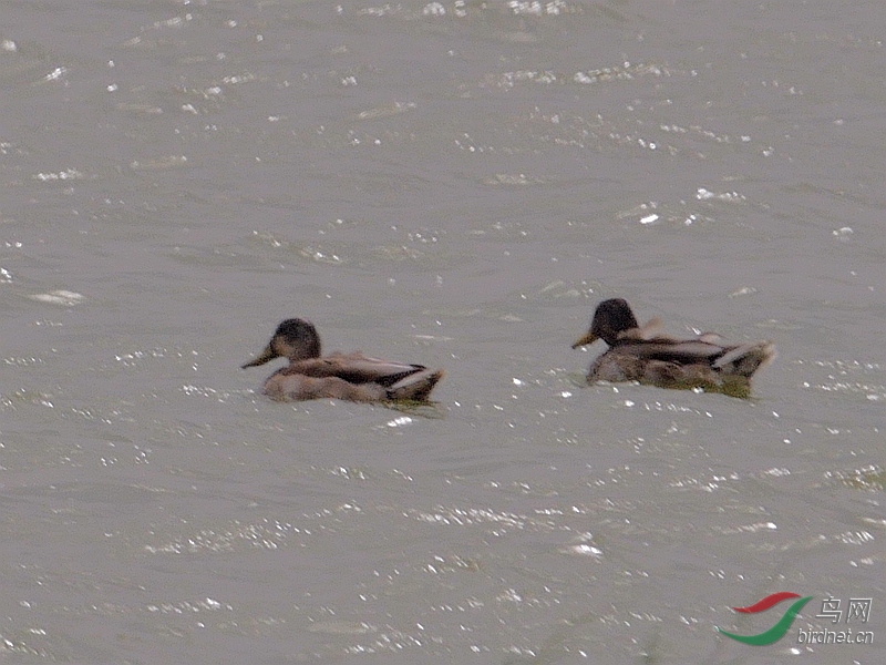 P5580087 - ����.JPG