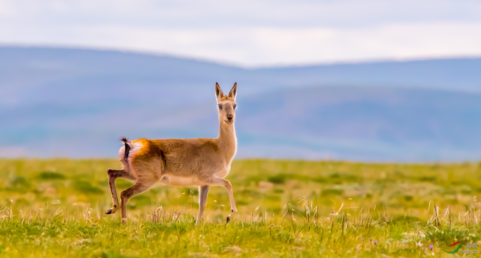 草原花开(祝贺老师作品荣获vip佳作!