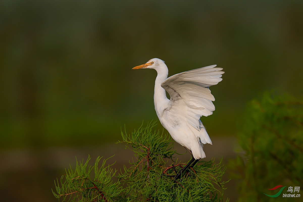 DSC_p2476.jpg