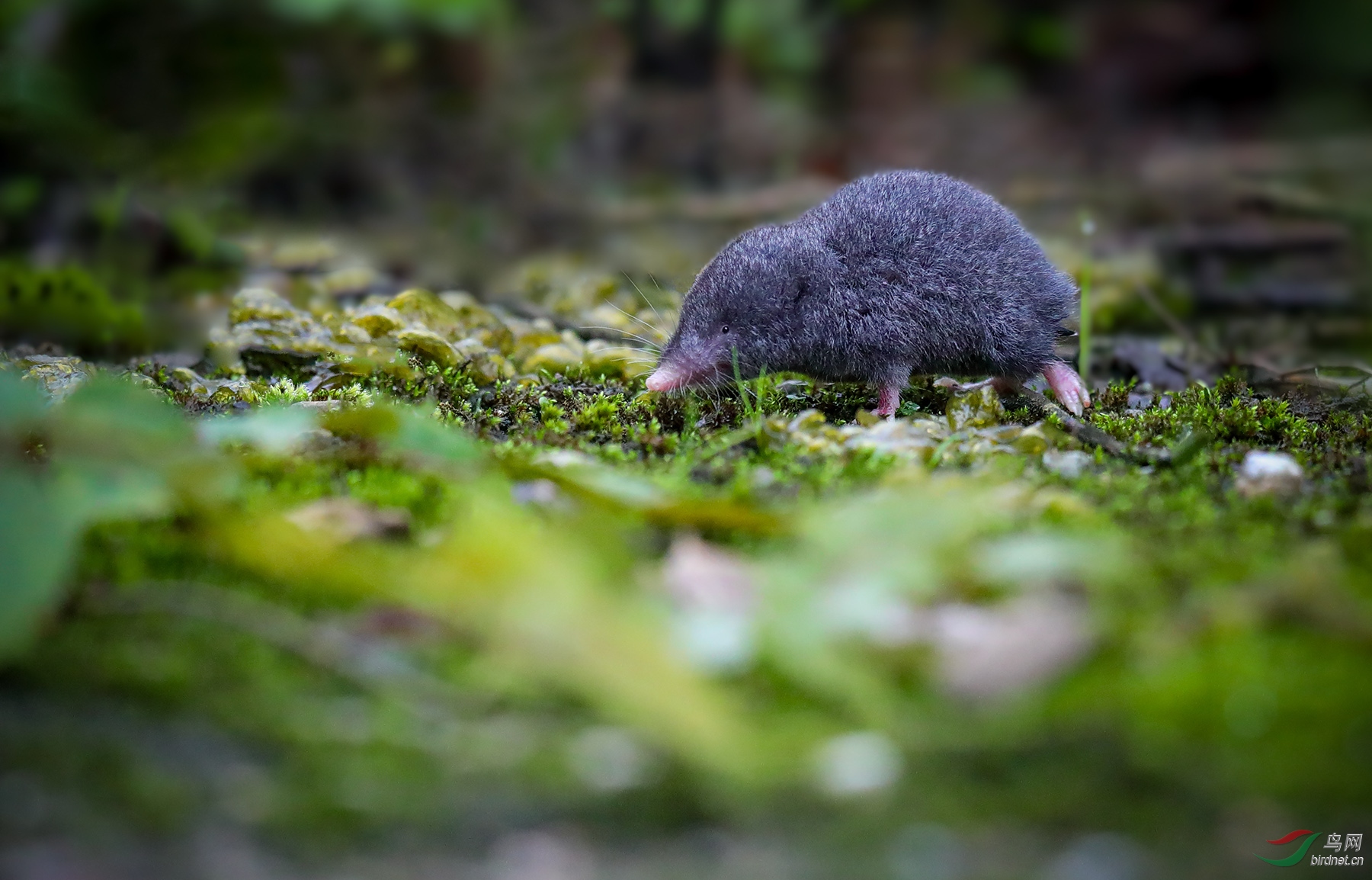 哺乳长吻鼹祝贺老师作品荣获野生动物本版佳作