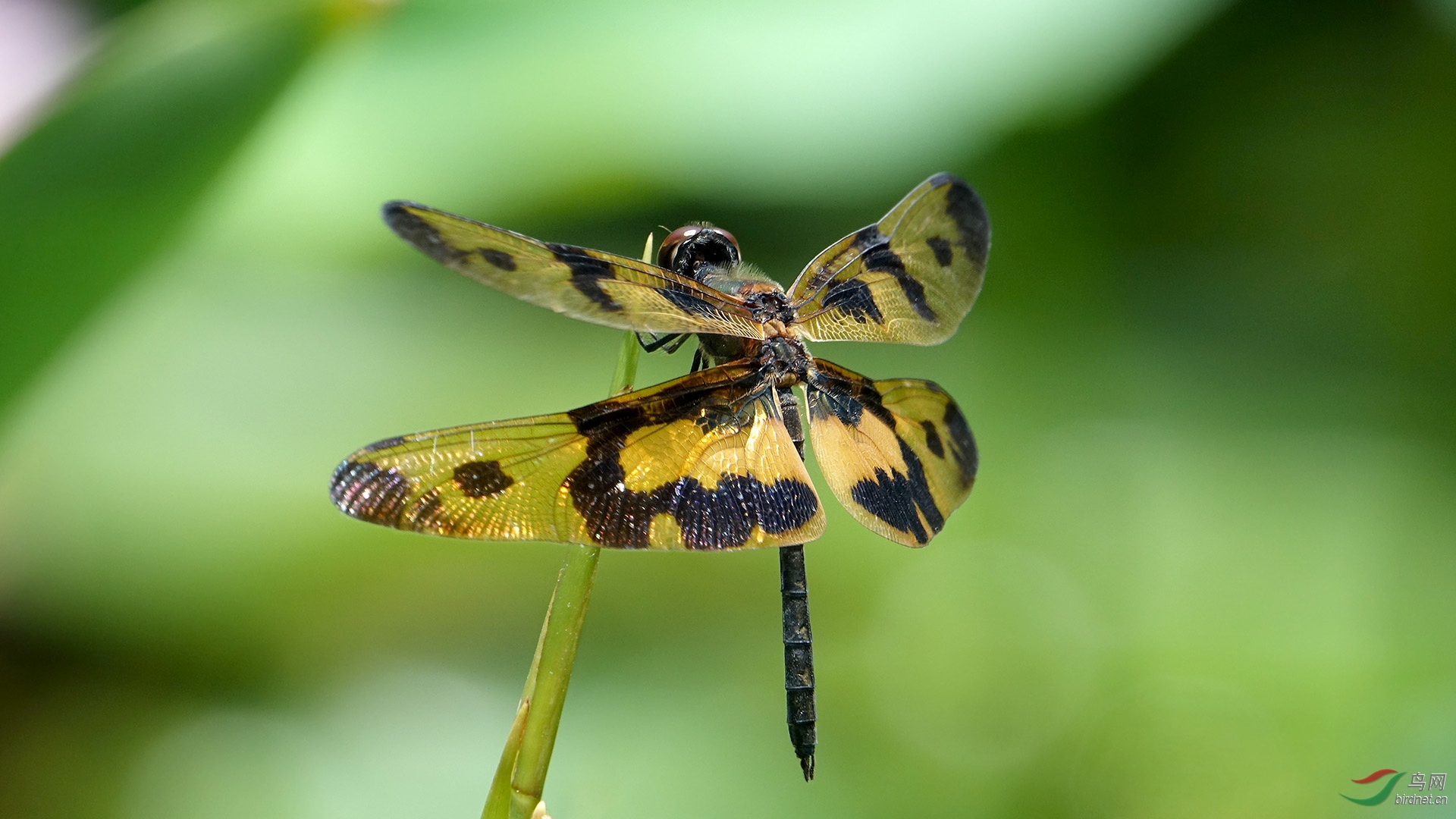 少见的彩裳蜻蜓