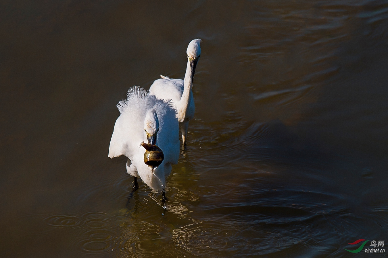 XCG_5528 - ����.jpg