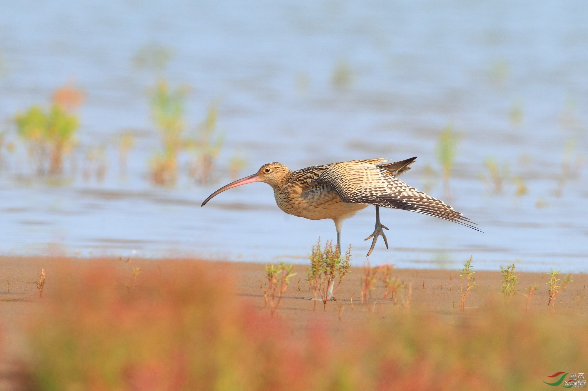 �̺���Ÿ ��ʦ������ɽ��ʡΫ���� ������500.jpg