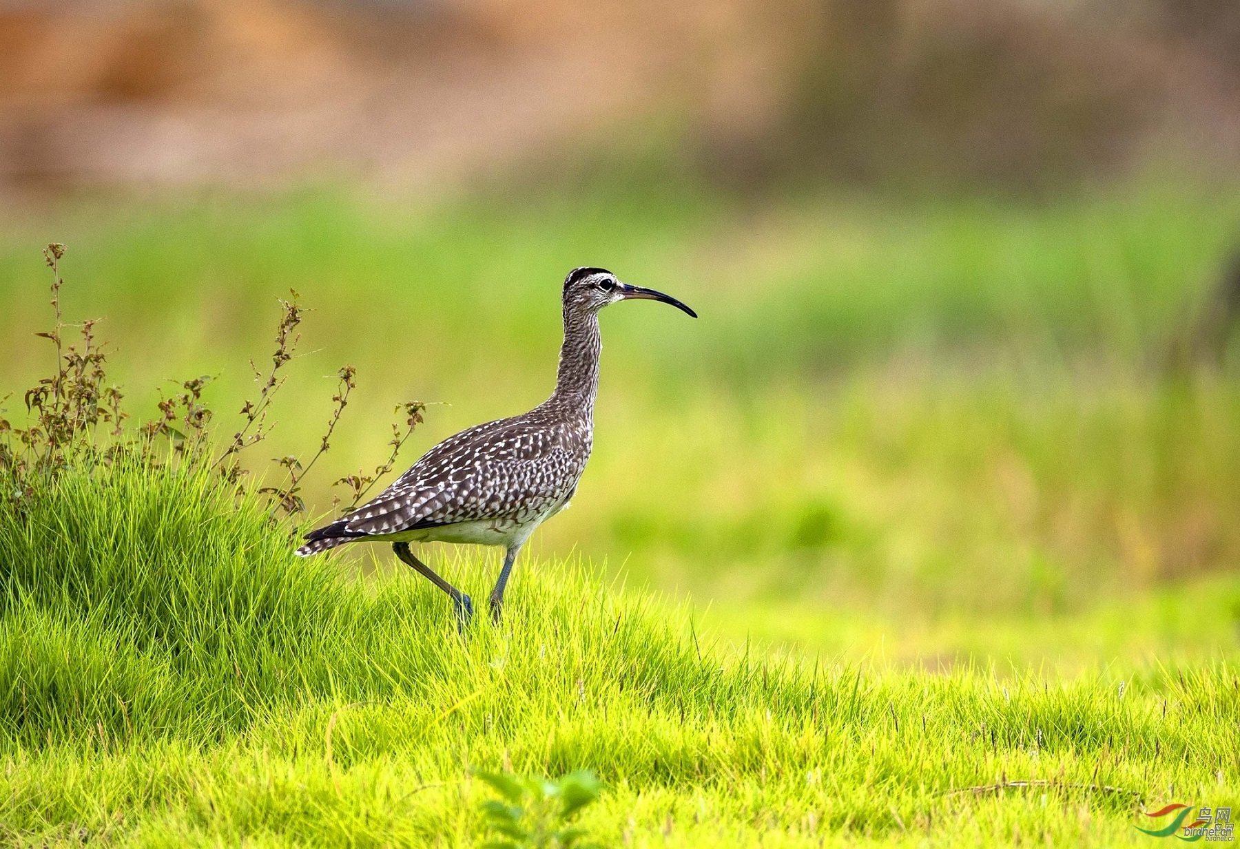 ƽ�� ��ʦ�����ڹ���׳�������� �����������400.jpg