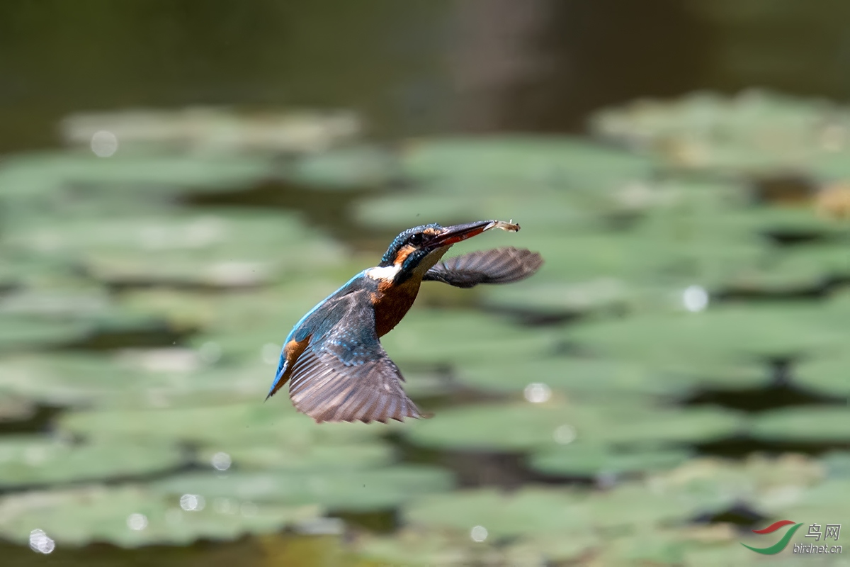 DSC_p5423.jpg