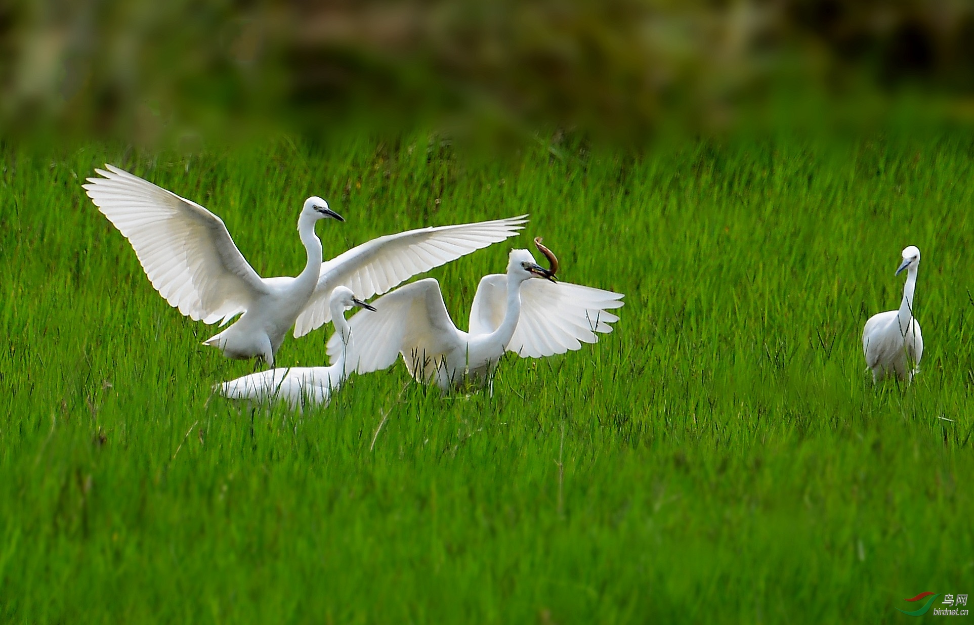 DSC_0381_conew2.jpg