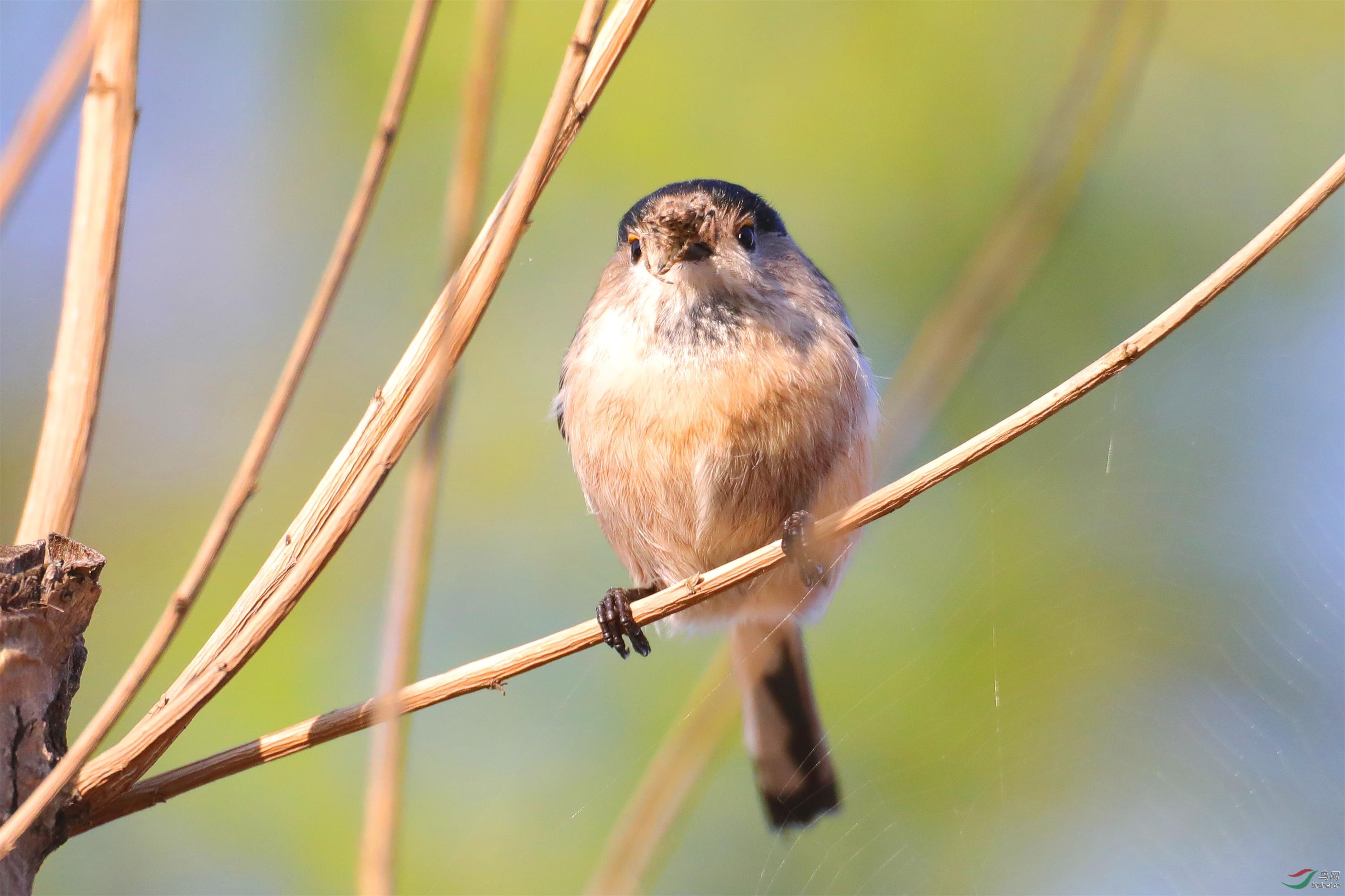 ������βɽȸ