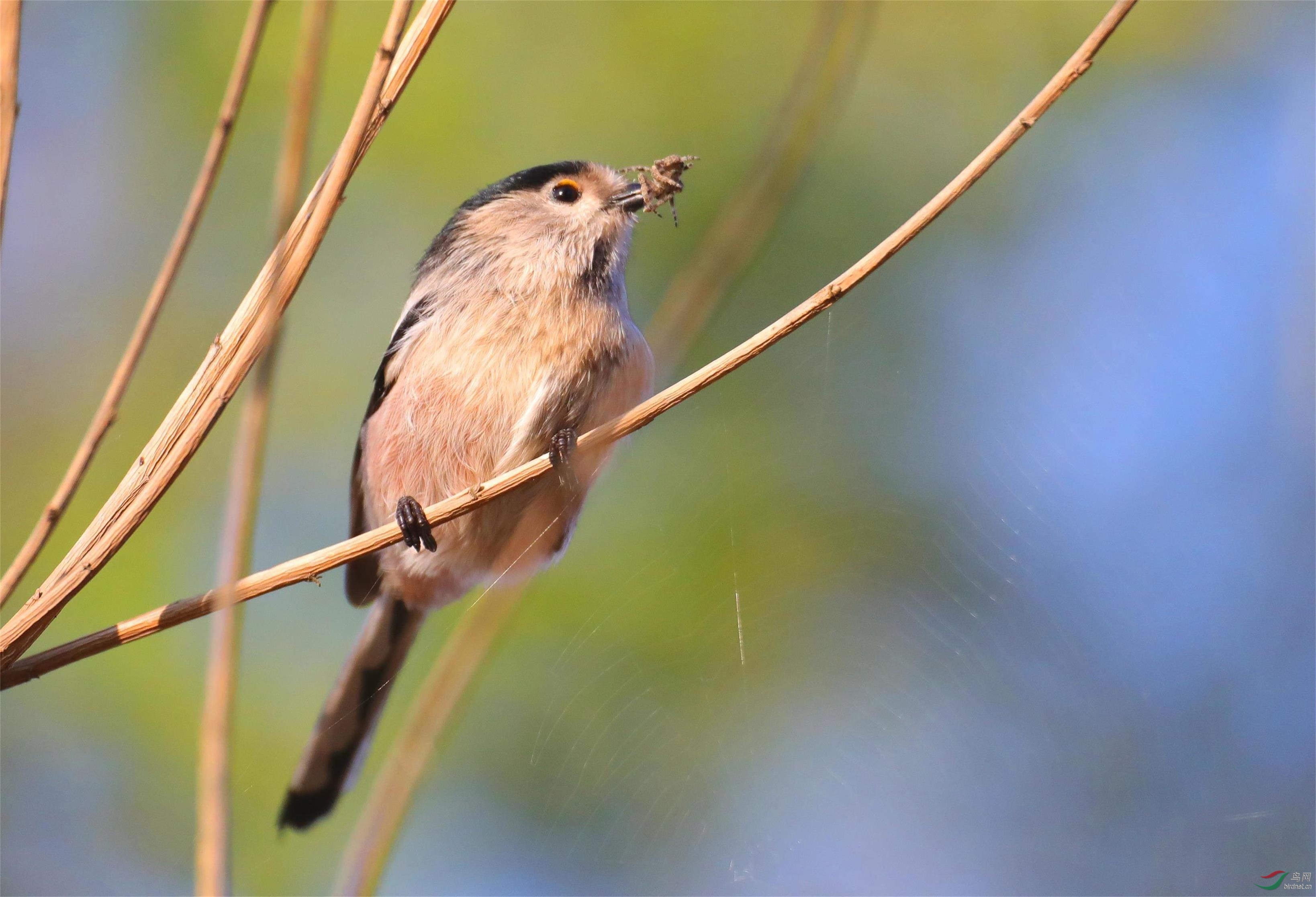 ������βɽȸ