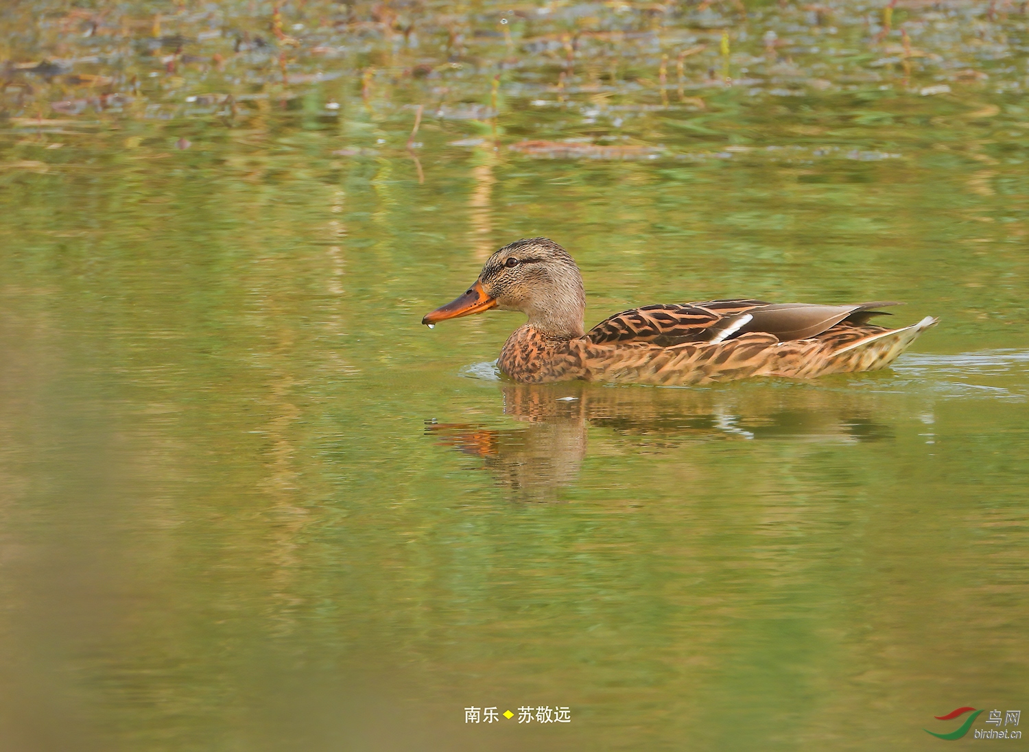 DSCN1285СС.jpg